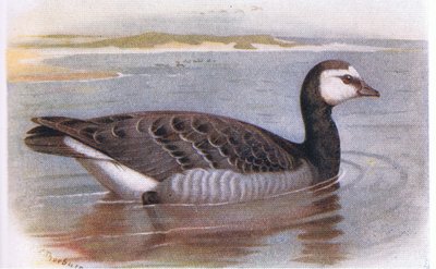 Barnacle Goose by Archibald Thorburn